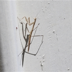 Tenodera australasiae at Lyons, ACT - 5 Dec 2025 by ran452