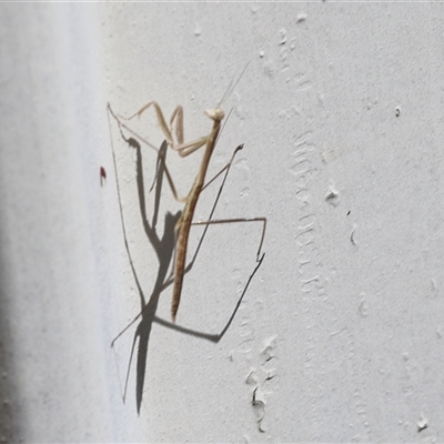 Tenodera australasiae at Lyons, ACT - 5 Dec 2025 by ran452