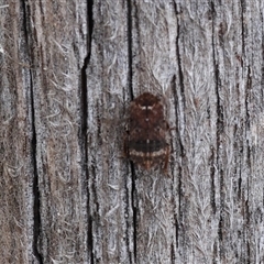 Unverified Spider at Lyons, ACT - 5 Dec 2025 by ran452