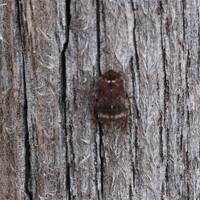 Unverified Spider at Lyons, ACT - 5 Dec 2025 by ran452