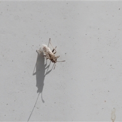 Hemiptera (order) at Lyons, ACT - 5 Dec 2025 by ran452