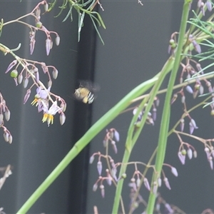 Unverified Bee (Hymenoptera, Apiformes) at Lyons, ACT - Yesterday by ran452