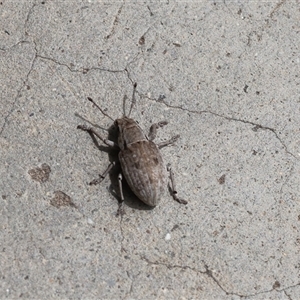 Unverified True bug (Hemiptera, Heteroptera) at Lyons, ACT - Today by ran452