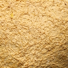 Fuligo septica at Paddys River, ACT - 4 Dec 2025 by TimL