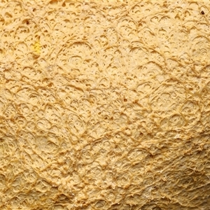 Unverified Praying mantis (Mantodea) at Paddys River, ACT - 4 Dec 2025 by TimL