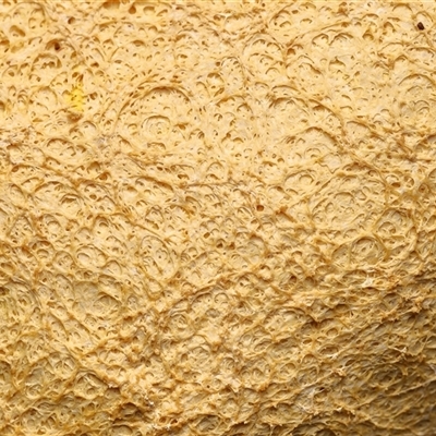 Fuligo septica at Paddys River, ACT - 4 Dec 2025 by TimL