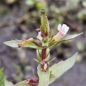 Gratiola pedunculata at Wollogorang, NSW - Today by trevorpreston