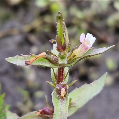 Gratiola pumilo (A Brooklime) at Wollogorang, NSW - 5 Dec 2025 by trevorpreston