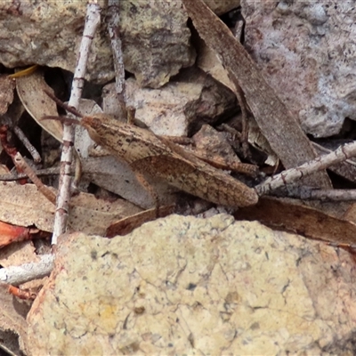 Goniaea opomaloides (Mimetic Gumleaf Grasshopper) at Bombay, NSW - 15 Nov 2025 by glbn1