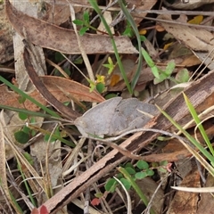 Goniaea australasiae (Gumleaf grasshopper) at Bombay, NSW - 15 Nov 2025 by glbn1