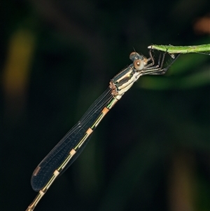 Austrolestes leda at Downer, ACT - Yesterday by RobertD