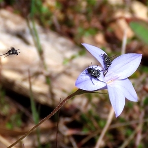 Microvalgus sp. (genus) (Flower scarab) by glbn1