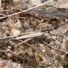 Macrotona australis (Common Macrotona Grasshopper) at Bombay, NSW - 15 Nov 2025 by glbn1