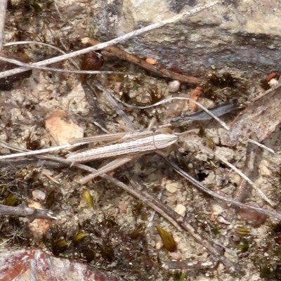 Macrotona australis (Common Macrotona Grasshopper) at Bombay, NSW - 15 Nov 2025 by glbn1