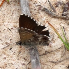 Neolucia agricola by glbn1