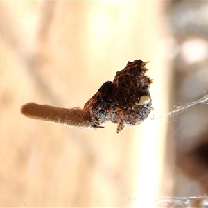 Celaenia calotoides by CathB