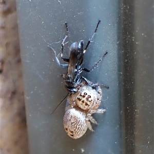 Unverified Spider wasp (Pompilidae) by CathB