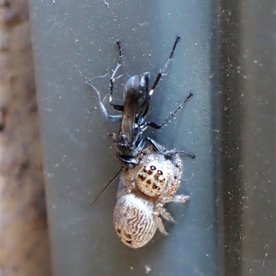 Unverified Spider wasp (Pompilidae) at  - suppressed by CathB
