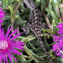 Diporiphora nobbi by HBee2