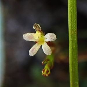 Stylidium despectum at Cook, ACT - 2 Dec 2025 by CathB