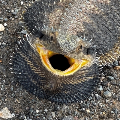 Pogona sp. at  - suppressed by HBee2