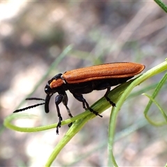 Rhinotia haemoptera (Lycid-mimic belid weevil, Slender Red Weevil) at Aranda, ACT - 2 Dec 2025 by CathB
