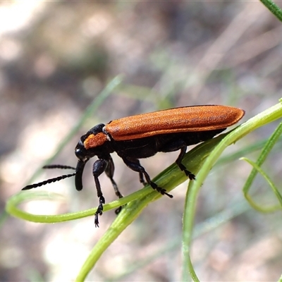 Rhinotia haemoptera (Lycid-mimic belid weevil, Slender Red Weevil) at Aranda, ACT - 2 Dec 2025 by CathB