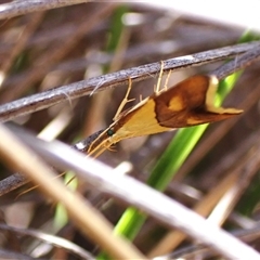 Crocanthes glycina (Lecithoceridae) at Aranda, ACT - 2 Dec 2025 by CathB