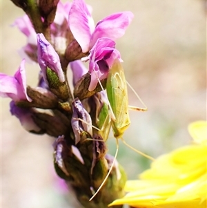 Taylorilygus apicalis at Cook, ACT - 29 Nov 2025 by CathB