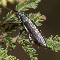 Rhinotia sp. in brunnea-group at Belconnen, ACT - 3 Dec 2025 by AlisonMilton