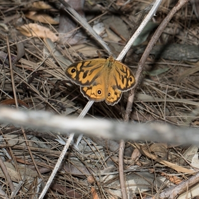 Heteronympha merope (Common Brown Butterfly) at Bruce, ACT - 3 Dec 2025 by AlisonMilton
