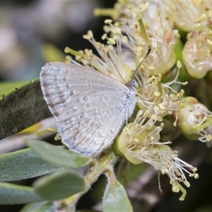 Zizina otis (Common Grass-Blue) at Bruce, ACT - 3 Dec 2025 by AlisonMilton