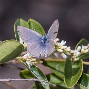 Zizina otis (Common Grass-Blue) at Bruce, ACT - 3 Dec 2025 by AlisonMilton