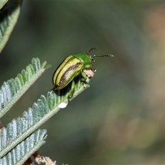 Calomela juncta (Leaf beetle) at Bruce, ACT - 3 Dec 2025 by AlisonMilton