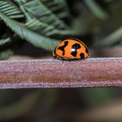 Coccinella transversalis (Transverse Ladybird) at Bruce, ACT - 3 Dec 2025 by AlisonMilton