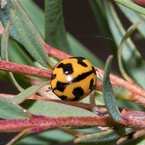 Coccinella transversalis (Transverse Ladybird) at Hawker, ACT - 4 Dec 2025 by AlisonMilton