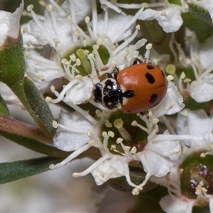 Hippodamia variegata (Spotted Amber Ladybird) at Hawker, ACT - 4 Dec 2025 by AlisonMilton