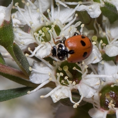 Hippodamia variegata (Spotted Amber Ladybird) at Hawker, ACT - 4 Dec 2025 by AlisonMilton