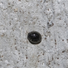 Coccinellidae (family) (Unidentified lady beetle) at Hawker, ACT - 4 Dec 2025 by AlisonMilton