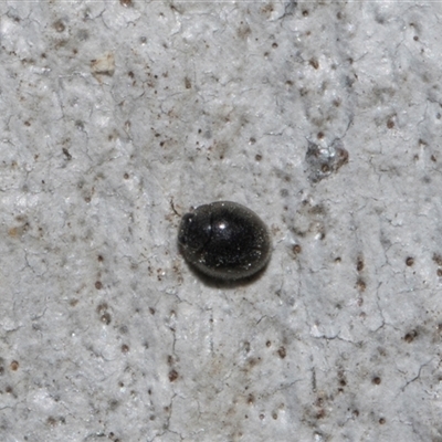 Coccinellidae (family) (Unidentified lady beetle) at Hawker, ACT - 4 Dec 2025 by AlisonMilton