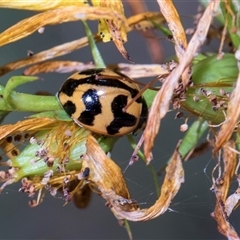 Coccinella transversalis (Transverse Ladybird) at Bruce, ACT - 3 Dec 2025 by AlisonMilton