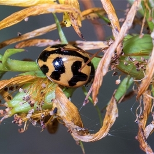 Coccinella transversalis (Transverse Ladybird) at Bruce, ACT - 3 Dec 2025 by AlisonMilton