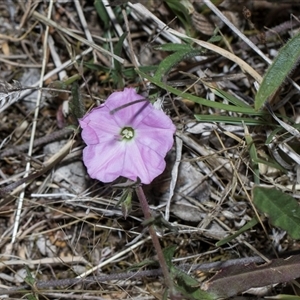 Convolvulus angustissimus at Bruce, ACT - 3 Dec 2025 by AlisonMilton
