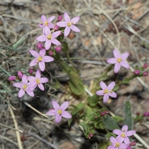 Centaurium erythraea (Common Centaury) at Bruce, ACT - 3 Dec 2025 by AlisonMilton
