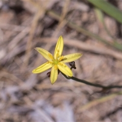 Tricoryne elatior (Yellow Rush Lily) at Bruce, ACT - 3 Dec 2025 by AlisonMilton