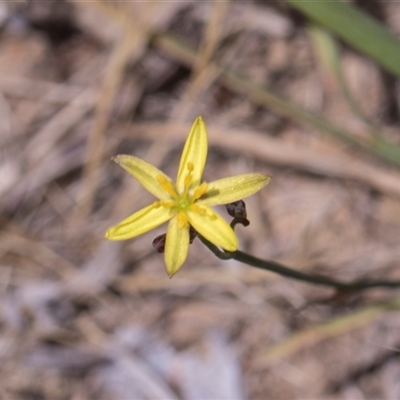 Tricoryne elatior (Yellow Rush Lily) at Bruce, ACT - 3 Dec 2025 by AlisonMilton