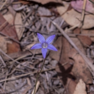 Wahlenbergia sp. at Bruce, ACT - 3 Dec 2025 by AlisonMilton