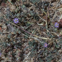 Spergularia rubra (Sandspurrey) at Bruce, ACT - 3 Dec 2025 by AlisonMilton