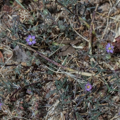 Spergularia rubra (Sandspurrey) at Bruce, ACT - 3 Dec 2025 by AlisonMilton