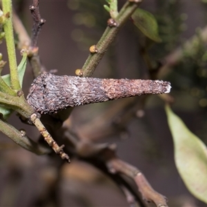 Conoeca or Lepidoscia (genera) IMMATURE at Bruce, ACT - 3 Dec 2025 by AlisonMilton